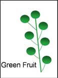 Green Fruit
