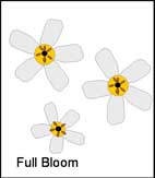 Full Bloom