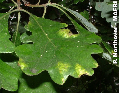 Province of Manitoba | agriculture - Oak Leaf Blister