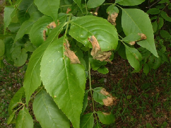 Browning leaves on ash
