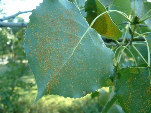 Uredia of poplar rust on the lower surface of an eastern cottonwood..