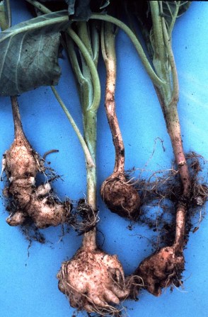 Clubroot symptoms