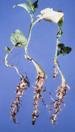 Clubroot symptoms on young canola roots
