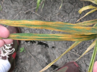 Stripe rust