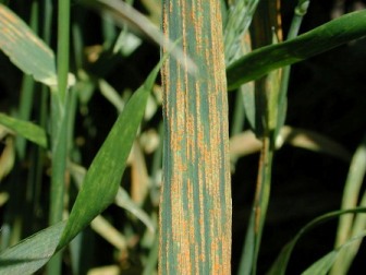 Stripe rust