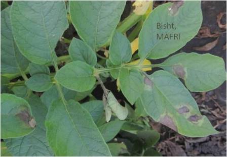 late blight infections on potato leaves