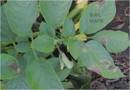 Late Blight Disease Management: Before It Becomes A Serious Problem