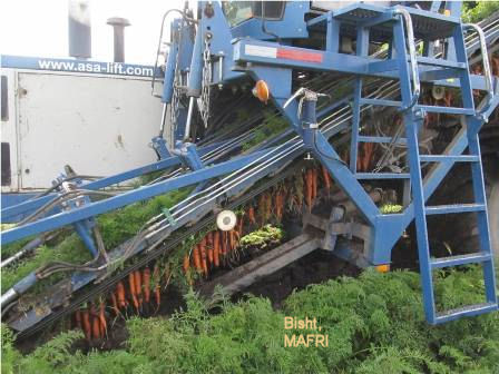 mechanical  harvest of carrots