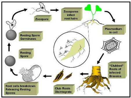 disease lifecycle of clubroot