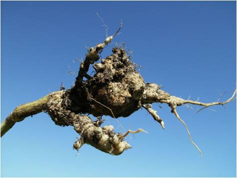 Becoming Club Root Resistant in Western Canada 1