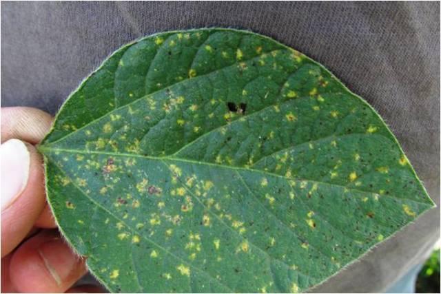Typical lemon-yellow spots of downy mildew on soybean