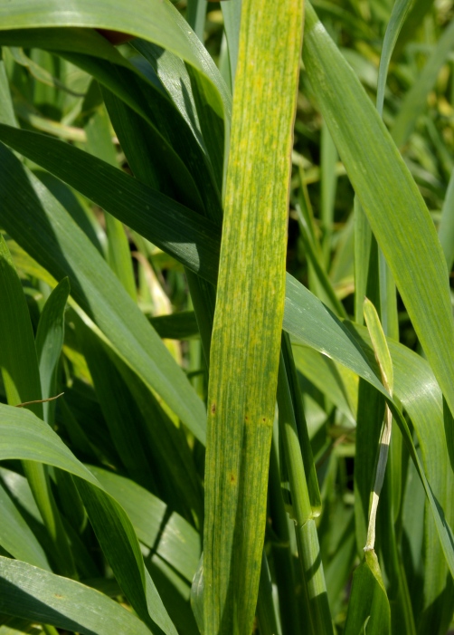 Image of Wheat Streak Mosaic Virus
