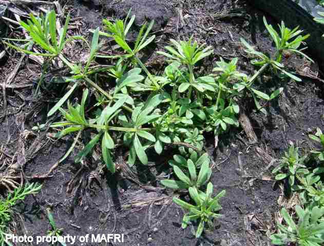 Overwintering cleavers plant