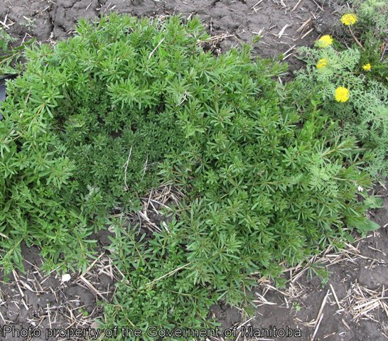 Large cleavers plant