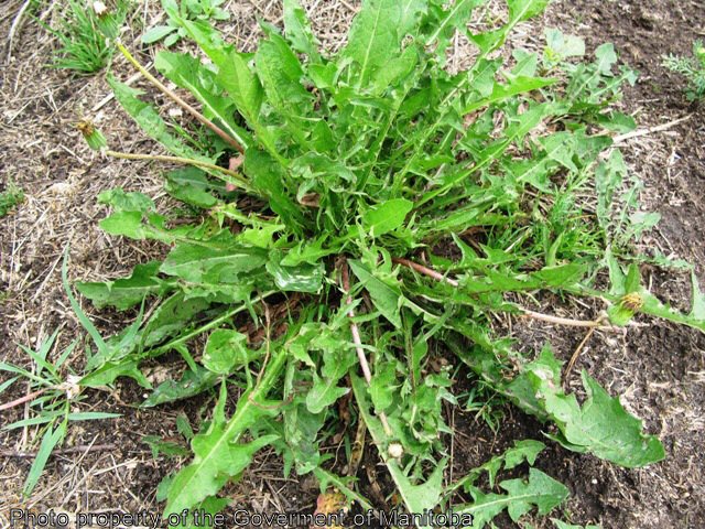 Image result for mature weeds