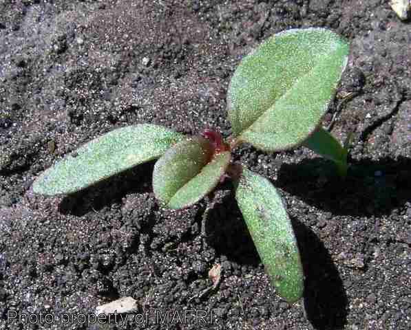 Redroot pigweed seedling