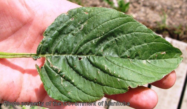 Redroot pigweed leaf - upper surface
