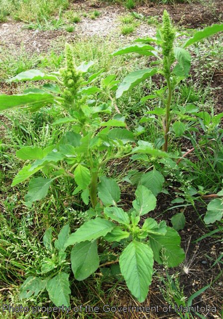 Redroot pigweed mature plant