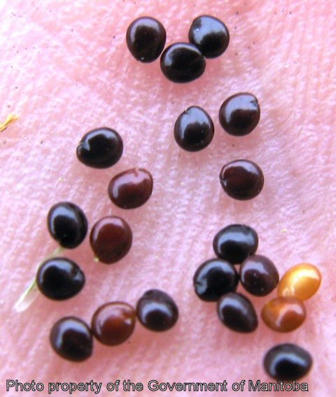 Redroot pigweed seeds