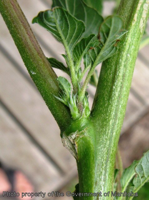 Redroot pigweed stem and leaf attachment