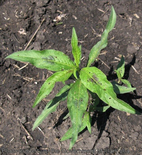 Smartweed juvenile plant