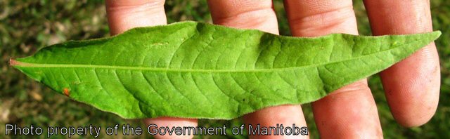 Smartweed leaf