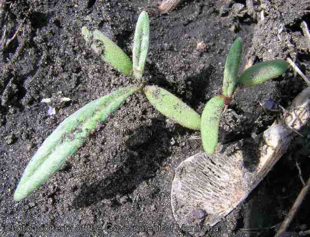Smartweed seedlings