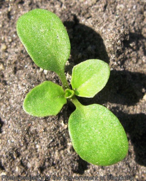 Stinkweed seedling