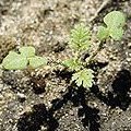 Stork's bill seedling