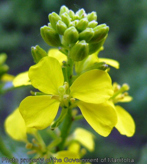 Wild mustard flower