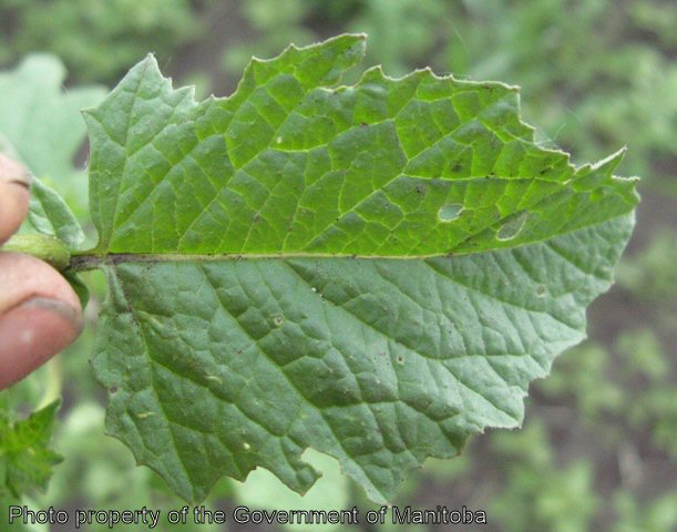 Wild mustard leaf - upper surface