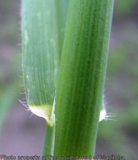 Wild oat collar region with hairs on base of leaf margin
