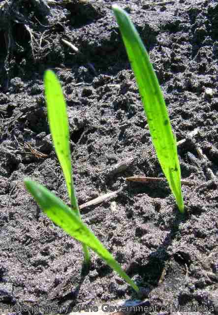 Wild oat seedlings