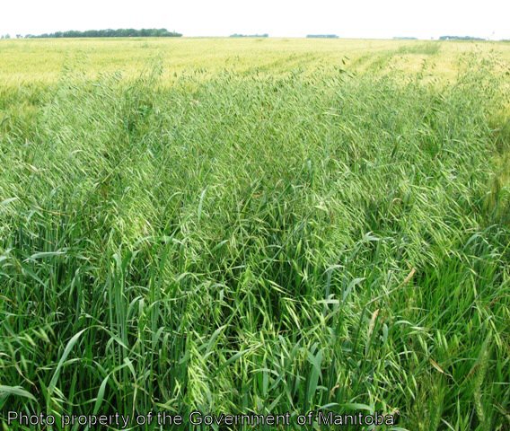 Wild oat field patch