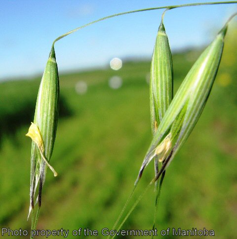 Wild oat florettes post flowering with anthers extruded