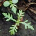 Scentless chamomile seedling