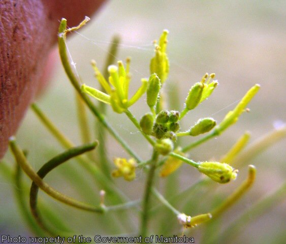 Image of Close-up of flixweed flowers