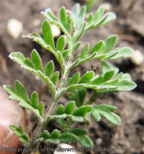 Image of Flixweed leaves