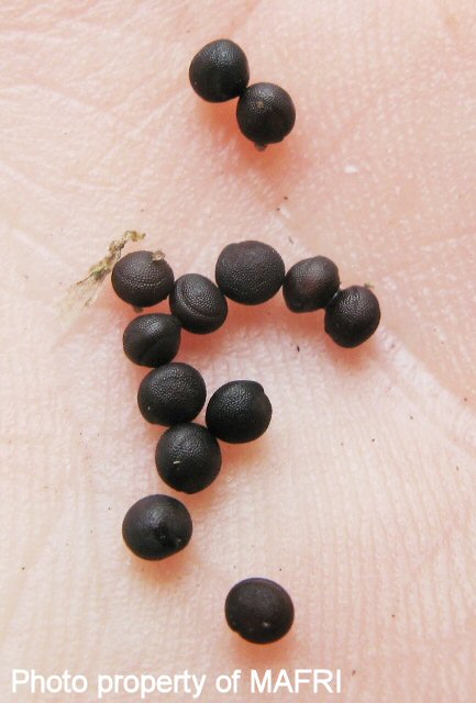 Cow cockle seeds