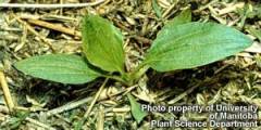 Broad-leaved plantain seedling
