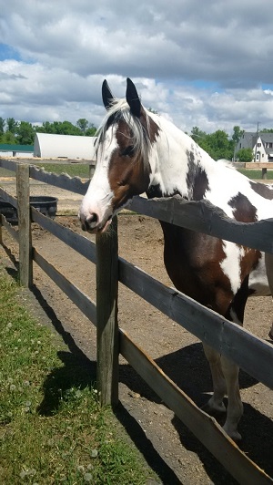 Picture of Horse standing just beside fence