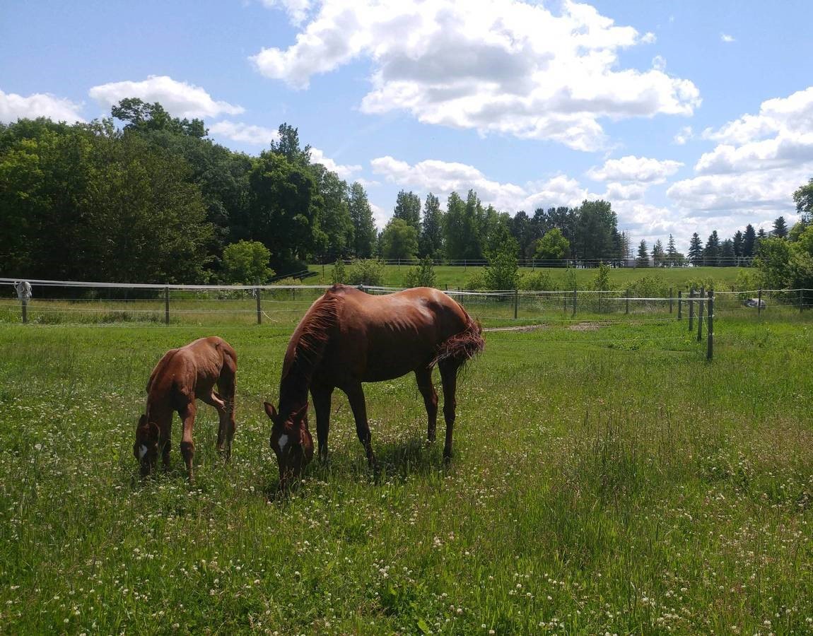 Picture of two horses eating grass.