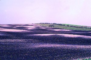 Example of soils with drought limitations