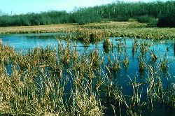 A Wetland