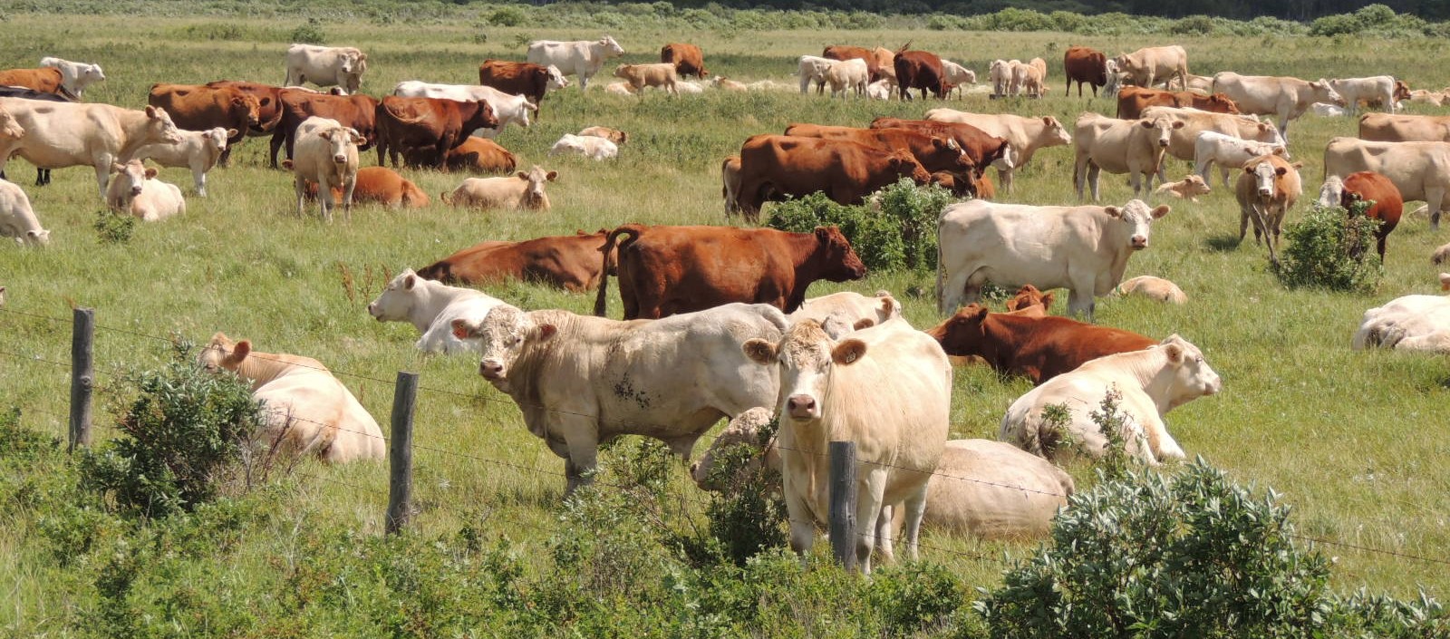  Livestock style='display:block;width: 100%;position: relative;  margin-top: 20px;'