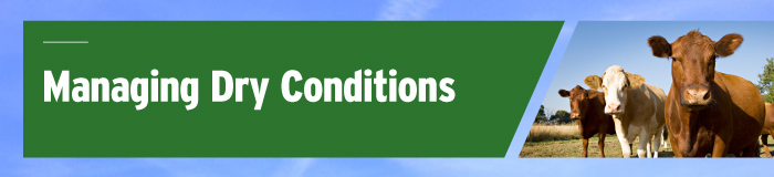 dryconditions-page-banner.jpg