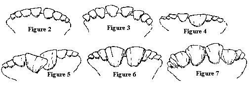 Using teeth to age cattle.