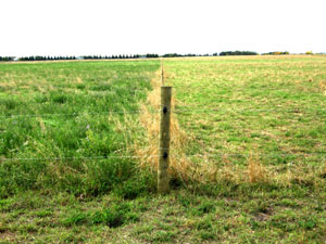 pasture at AAFC's Brandon Research Centre