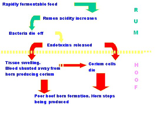 Cascade of Events