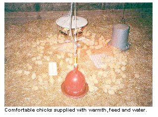 Comfortable chicks supplied with warmth, feed, and water.